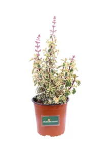 Hemizygia Candy Kisses v16 egarden.store online