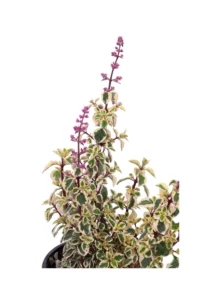 Hemizygia Candy Kisses v16 egarden.store online