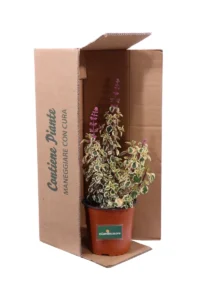 Hemizygia Candy Kisses