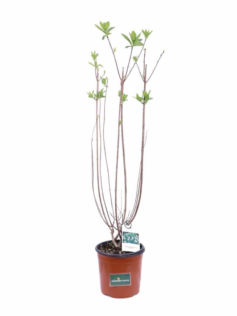 Hydrangea Paniculata Tardiva v18 egarden.strore online
