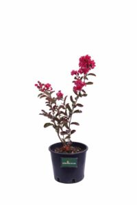 Lagerstroemia Indica Red Imperator v18 egarden.store 1_1 Lagerstroemia Indica Red Imperator v18 egarden.store online