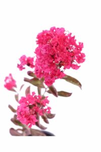 Lagerstroemia Indica Red Imperator v18 egarden.store 4 Lagerstroemia Indica Red Imperator