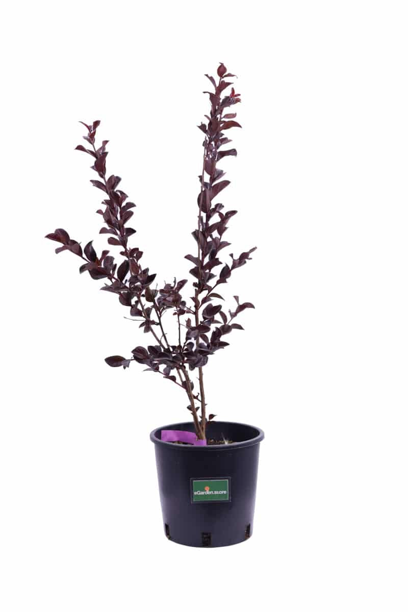 Lagerstroemia Indica Viola v18 egarden.store online