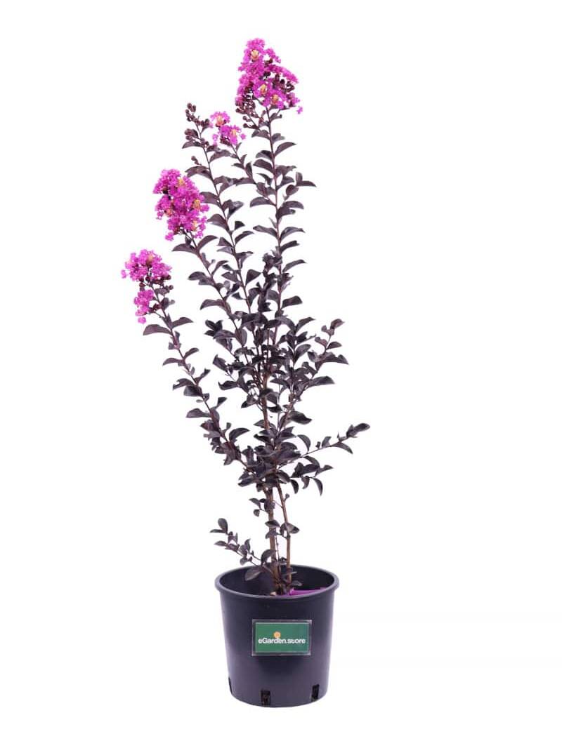 Lagerstroemia Indica Viola v18 egarden.store online
