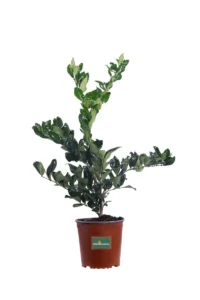 Ligustro del Texas - Ligustrum Texanum v17 egarden.store online