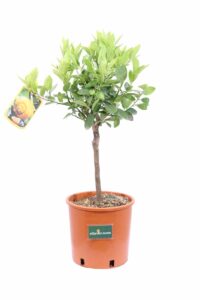 Limetta Dolce v20 egarden.store online