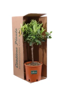 Limetta Dolce v20 egarden.store online