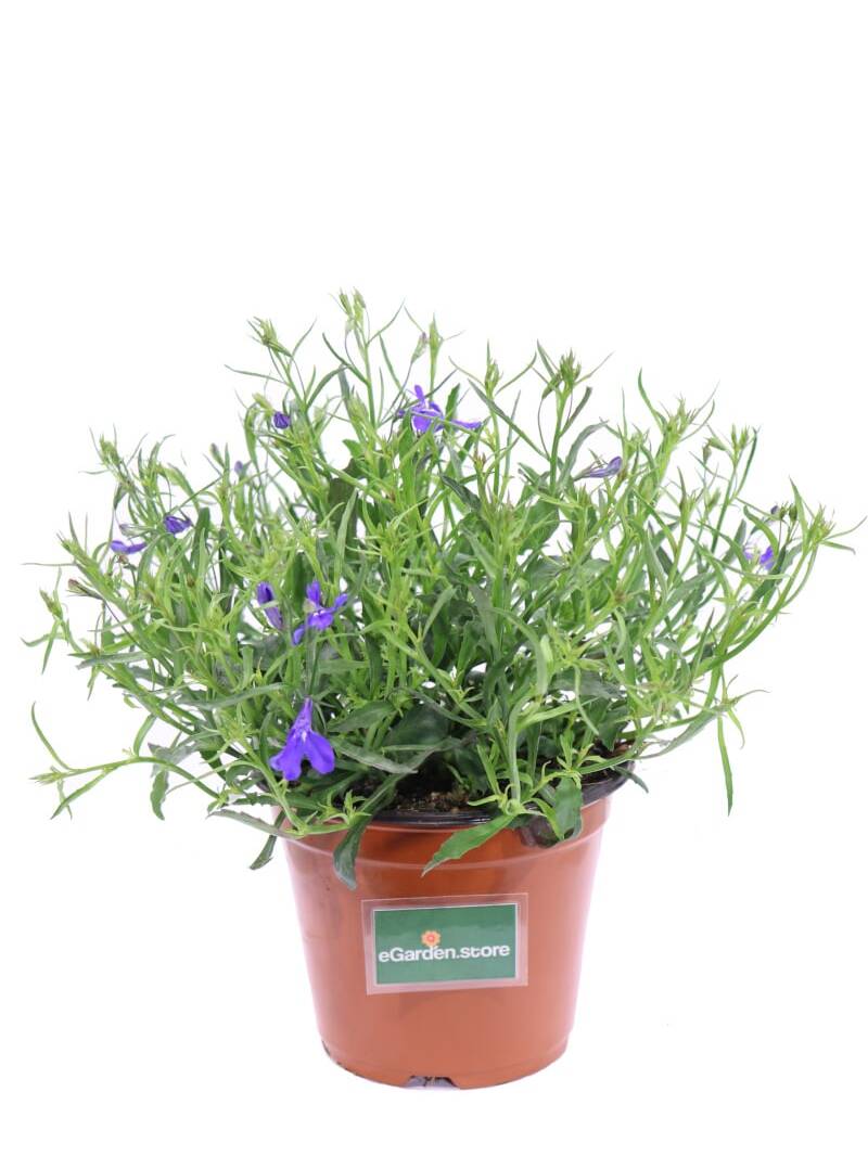 Lobelia Erinus Viola v14 egarden.store online