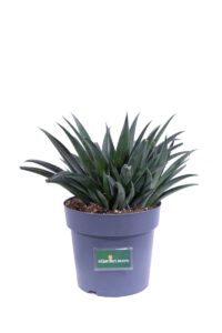 Mangave Pineapple Express v22 egarden.store online