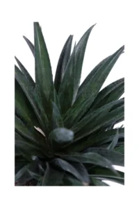 Mangave Pineapple Express v22 egarden.store online