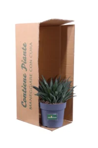 Mangave Pineapple Express v22 egarden.store online