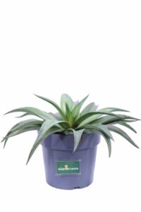 Mangave Red Wing v22 egarden.store online