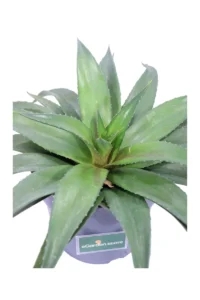 Mad About Mangave Red Wing