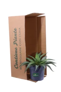 Mangave Red Wing v22 egarden.store online