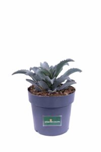 Mangave Silver Fox v22 egarden.store online