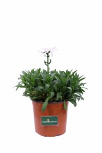 Margherita Gigante v17 egarden.store 1 Margherita Gigante v17 egarden.store online