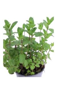 Menta Mojito - Mentha Spicata X Mojito v14 egarden.store online
