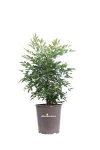 Nandina Domestica v19 egarden.store online