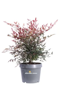 Nandina Domestica v24 egarden.store online