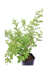 Ortensia Paniculata Grandiflora - Hydrangea v.17 egarden.store online