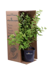 Ortensia Paniculata Grandiflora - Hydrangea v.17 egarden.store online