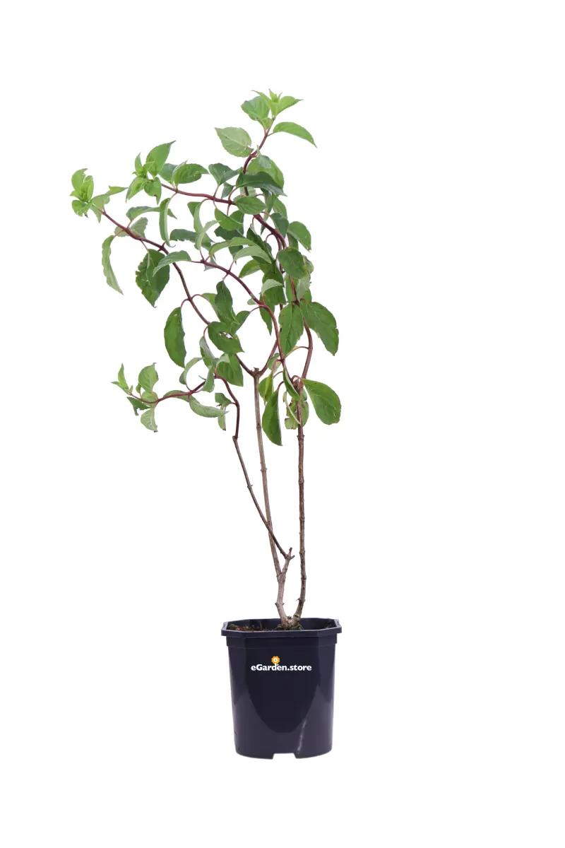 Ortensia Paniculata Vanille Fraise - Hydrangea v.17 egarden.store online