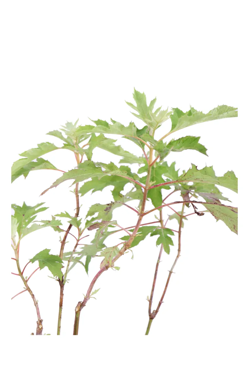 Ortensia Quercifolia - Hydrangea v.17 egarden.store online