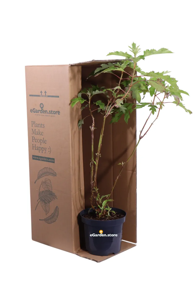 Ortensia Quercifolia - Hydrangea