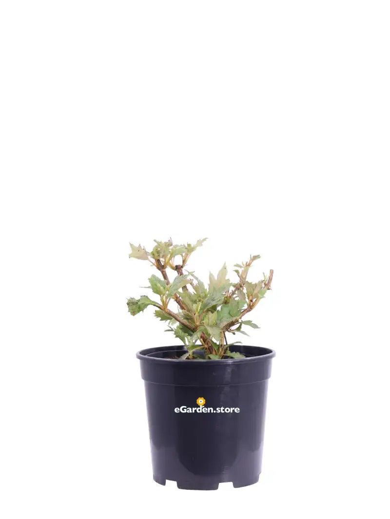 Ortensia Quercifolia - Hydrangea v17 egarden.store online