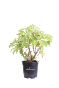 Ortensia Quercifolia - Hydrangea v19 egarden.store online