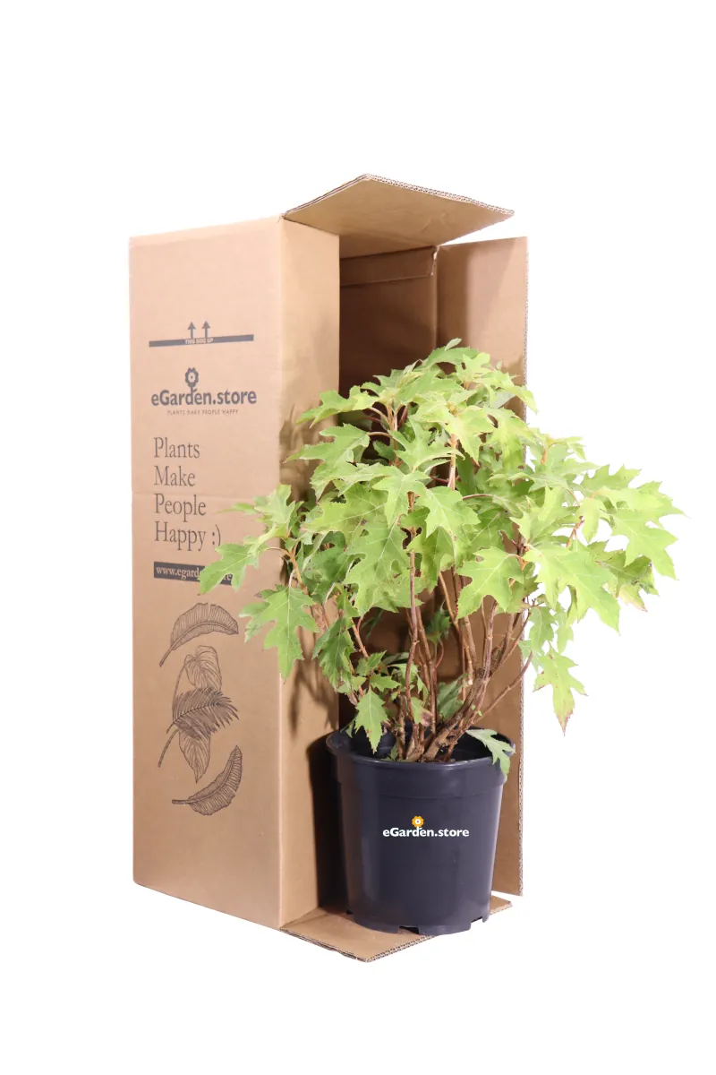 Ortensia Quercifolia - Hydrangea v19 egarden.store online