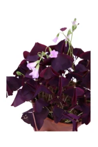 Ossalide Viola v16 egarden.store online
