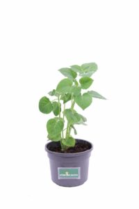 Physalis Peruviana v13 egarden.store online