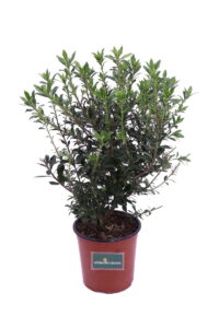 Pittosporum Heterophyllum v17 egarden.store online