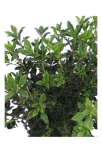 Pittosporum Heterophyllum v17 egarden.store online