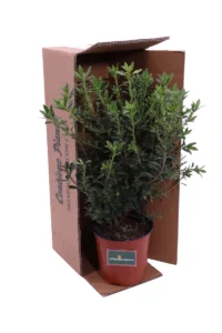 Pittosporum Heterophyllum v17 egarden.store online