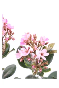 Rhaphiolepis Indica Rosa v17 egarden.store 2 Rhaphiolepis Indica Rosa