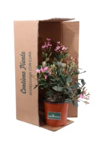 Rhaphiolepis Indica Rosa v17 egarden.store 3 Rhaphiolepis Indica Rosa v17 egarden.store online