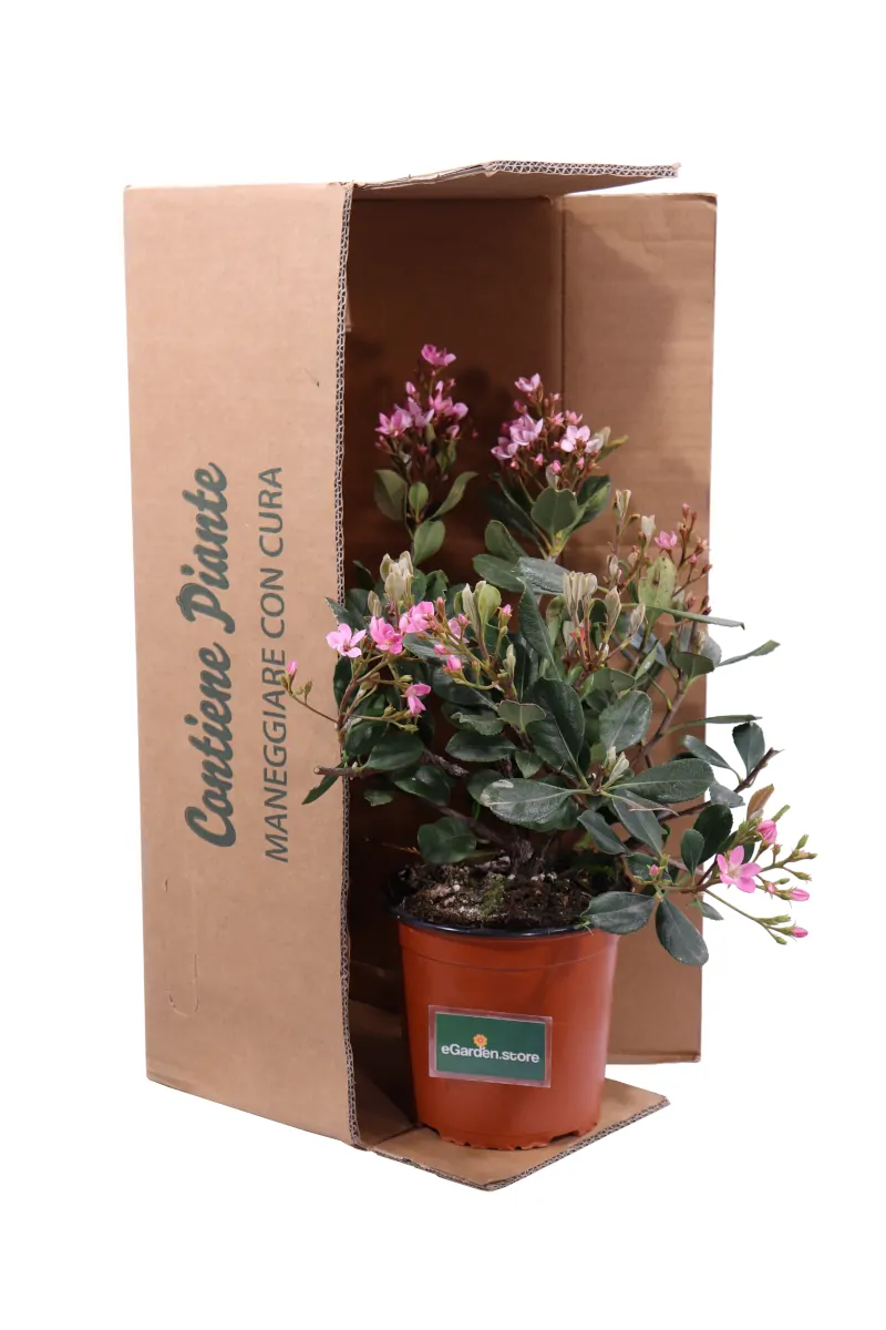 Rhaphiolepis Indica Rosa v17 egarden.store online
