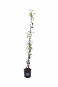 Rosa Banksiae Alba Plena v16 egarden.store online