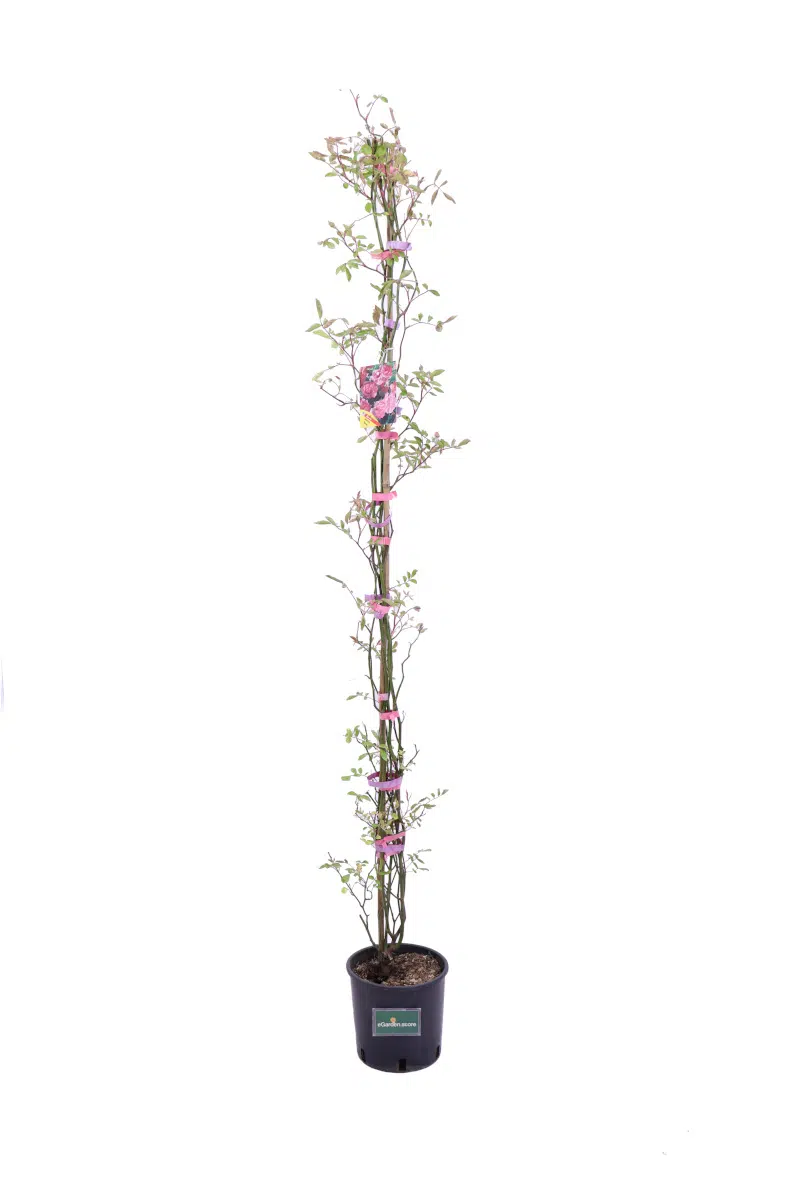 Rosa Banksiae Rosea v16 egarden.store online