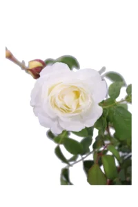 Rosa David Austin - Claire Austin v20 egarden.store 2 Rosa David Austin - Claire Austin