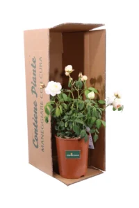 Rosa David Austin - Claire Austin v20 egarden.store 3 Rosa David Austin - Claire Austin v20 egarden.store online