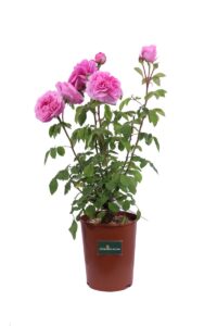Rosa David Austin - Gertrude Jekill v20 egarden.store online