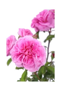 Rosa David Austin - Gertrude Jekill