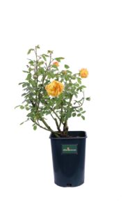 Rosa David Austin - Golden Celebration v20 egarden.store online