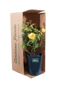 Rosa David Austin - Golden Celebration v20 egarden.store online