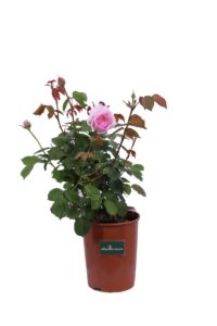 Rosa David Austin - The Alnwick Rose v20 egarden.store 1