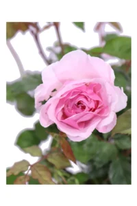 Rosa David Austin - The Alnwick Rose