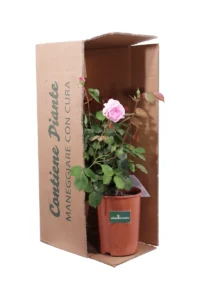 Rosa David Austin - The Alnwick Rose